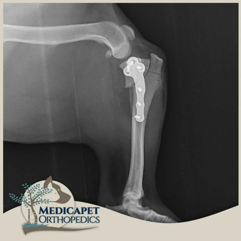 tplo-1 tplo-1